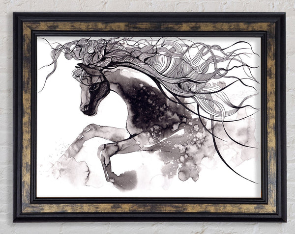 Long Haired Horse Framed Print