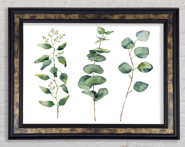 Three Green Foliage Stems Framed Print