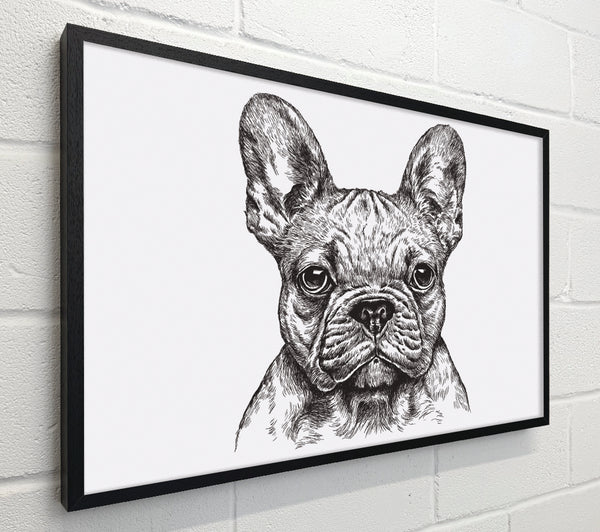 French Bulldog Sketch