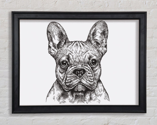 French Bulldog Sketch Framed Print