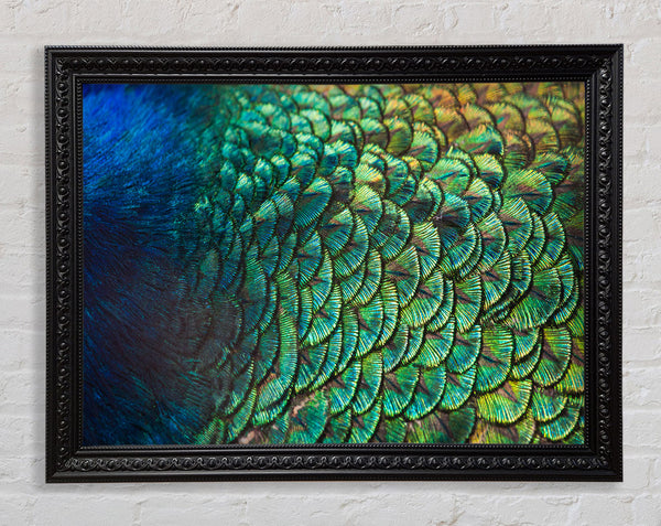 Closer To The Feathers Framed Print