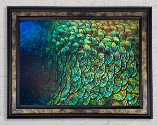 Closer To The Feathers Framed Print
