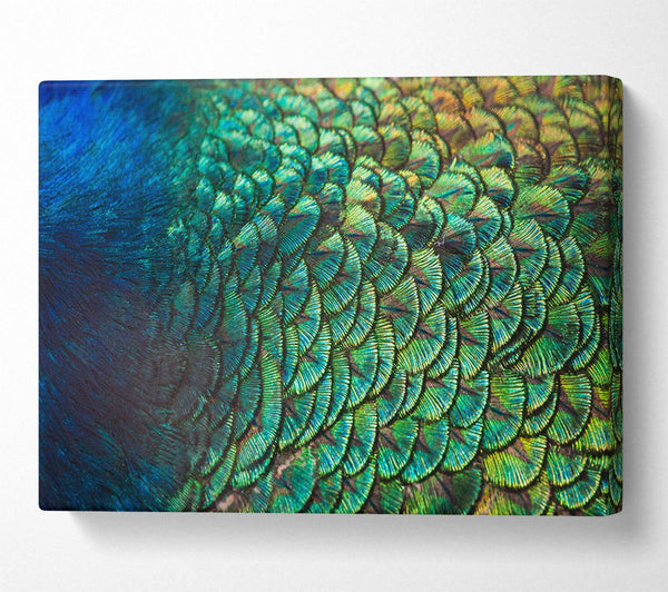 A Canvas Print of Closer To The Feathers Canvas Wall Art