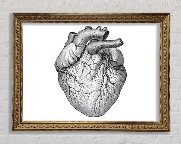 Anatomie des Herzens