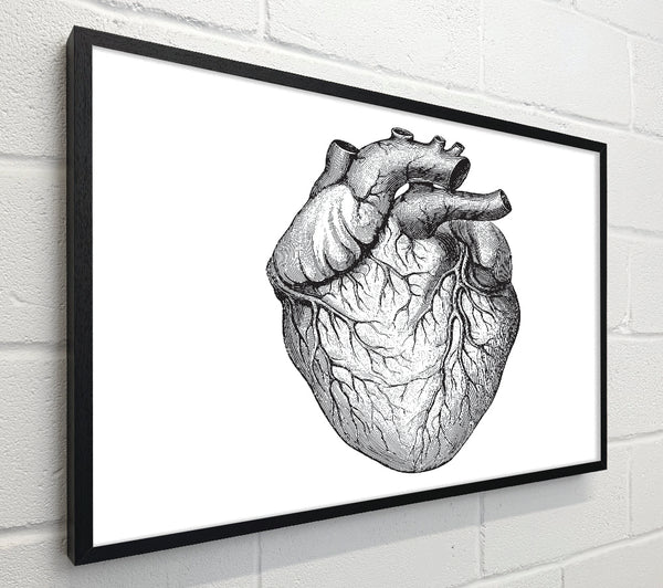 Anatomy Of The Heart