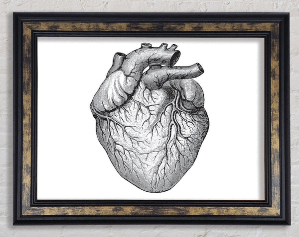 Anatomy Of The Heart Framed Print