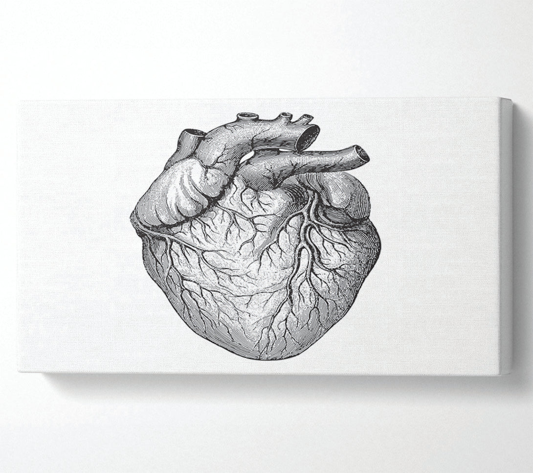  A Canvas Print of Anatomy Of The Heart Canvas Print
