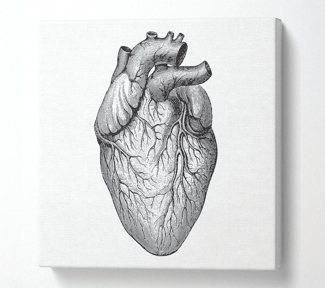  A Canvas Print of Anatomy Of The Heart Canvas Print