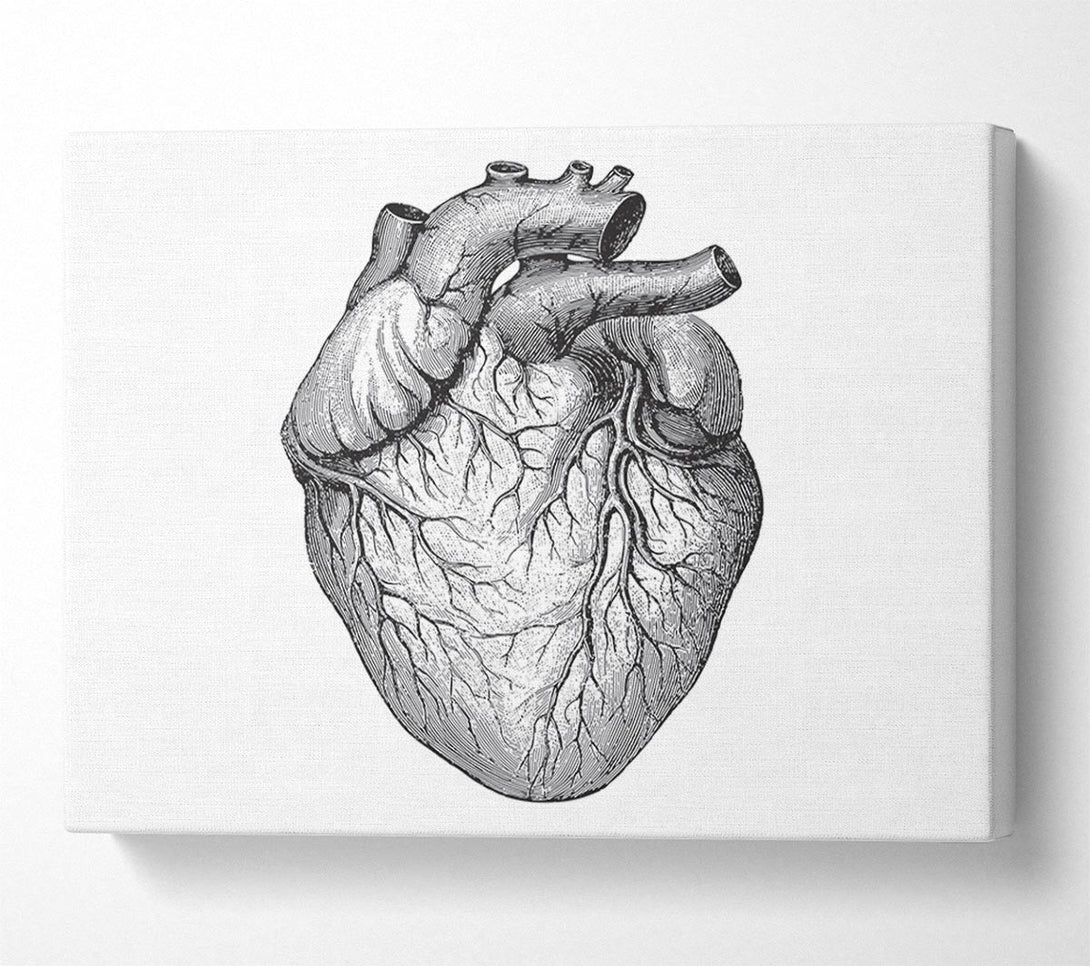  A Canvas Print of Anatomy Of The Heart Canvas Print
