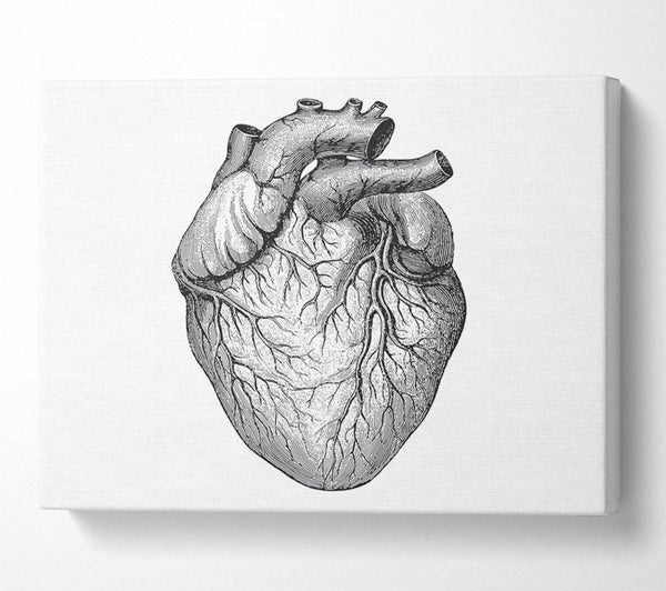  A Canvas Print of Anatomy Of The Heart Canvas Print
