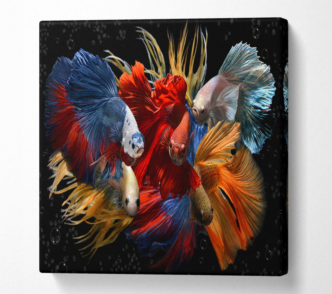  A Canvas Print of Siamese Fighting Fish Canvas Art