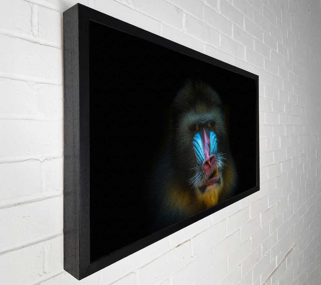  A Canvas Print of Mandrill Anger Canvas Print