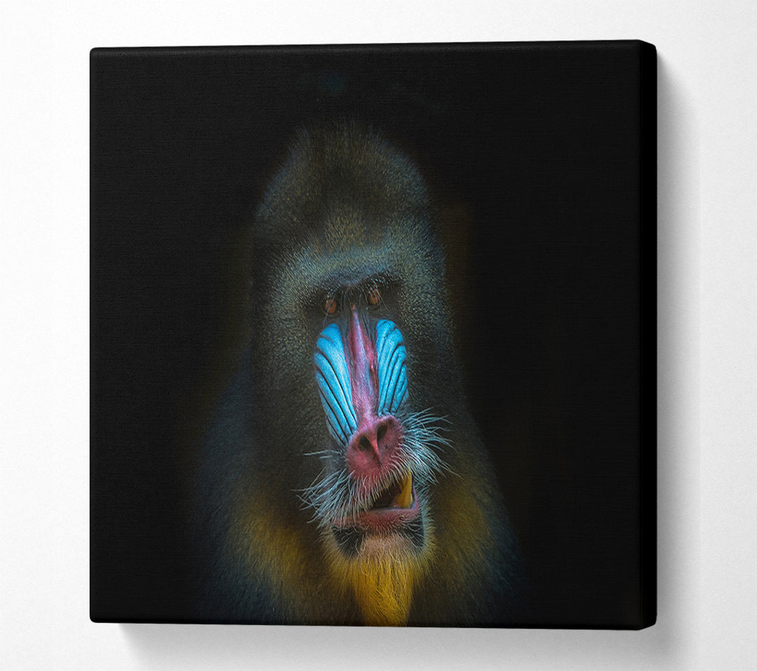  A Canvas Print of Mandrill Anger Canvas Print