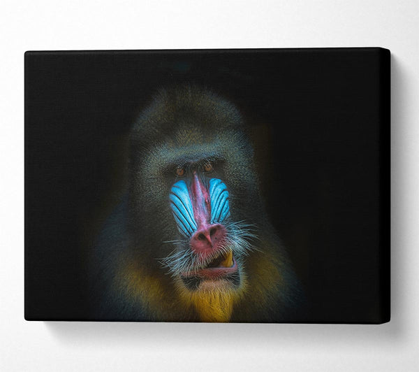  A Canvas Print of Mandrill Anger Canvas Print