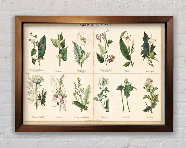 Flower Illustrations Framed Print