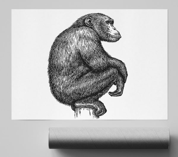 Chimpanzee Sitting Print