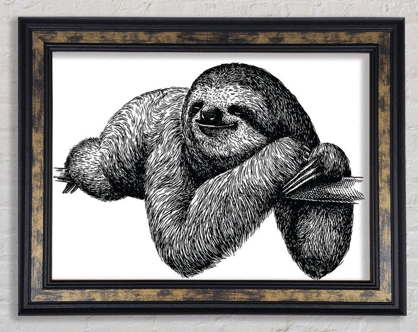 Sloth Chilling On The Branch Framed Print