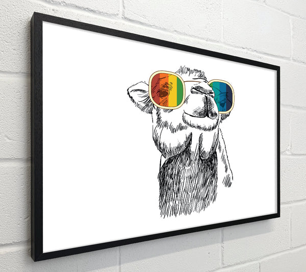 Colourful Glasses Camel