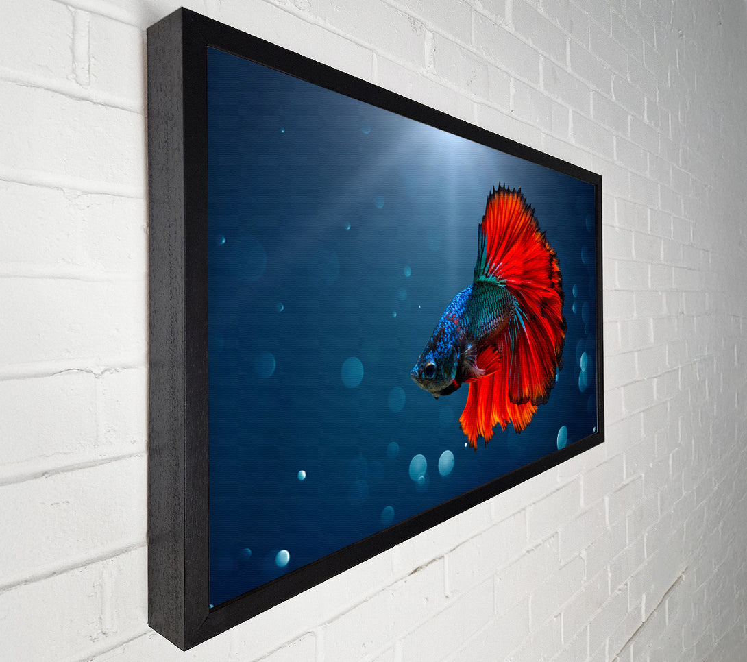  A Canvas Print of The Siamese Fighter Fish Canvas Print