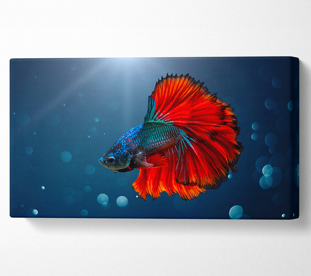  A Canvas Print of The Siamese Fighter Fish Canvas Print
