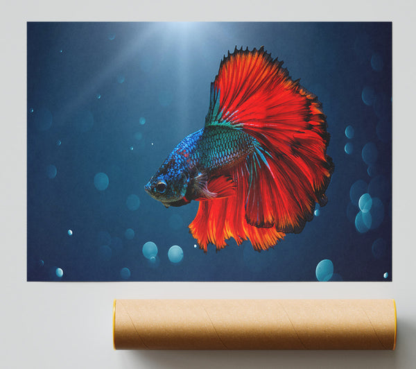 The Siamese Fighter Fish Print