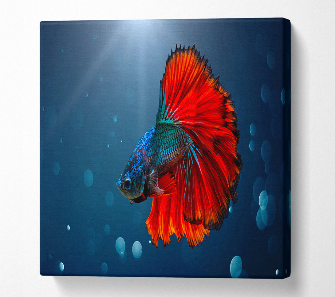  A Canvas Print of The Siamese Fighter Fish Canvas Print