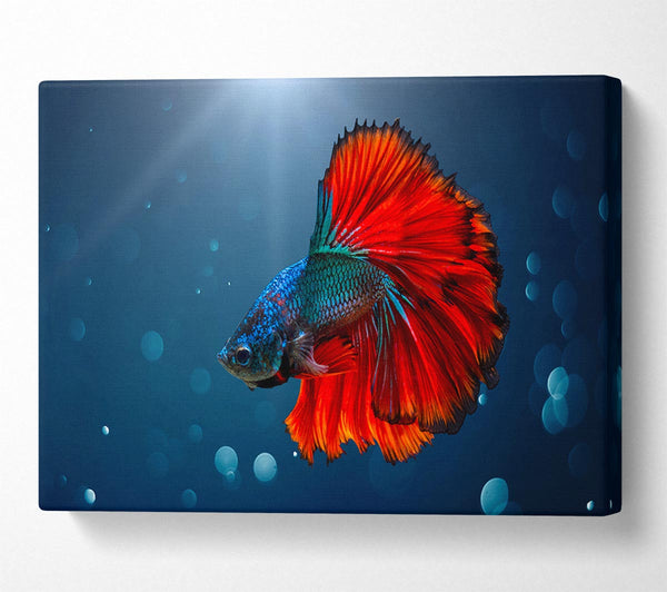  A Canvas Print of The Siamese Fighter Fish Canvas Print