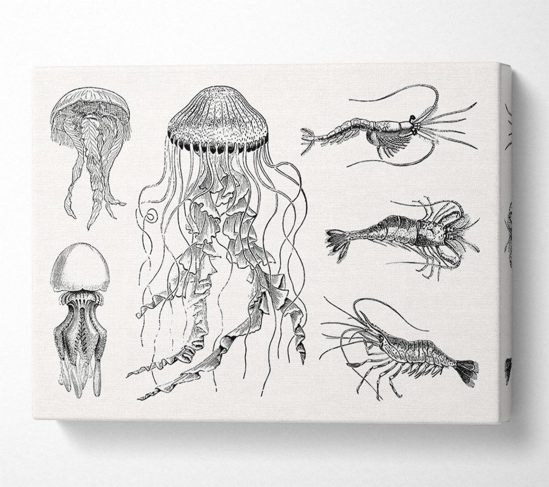  A Canvas Print of Jellyfish And Shrimp Canvas Wall Art