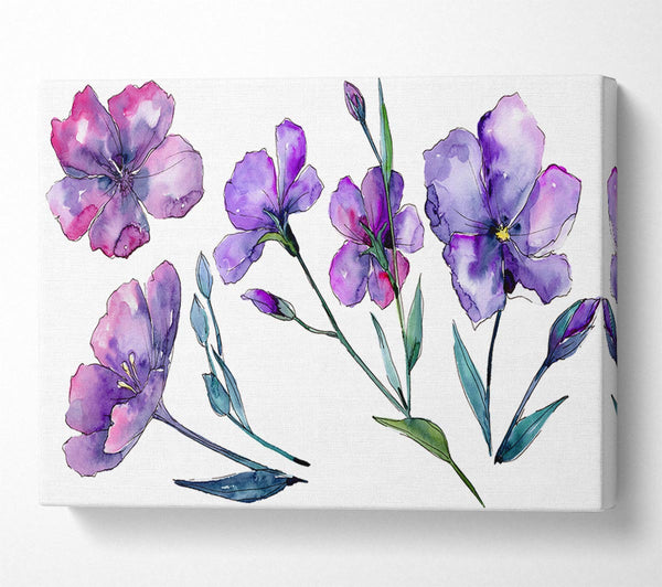 Purple Crocus Flowers