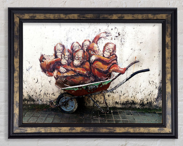 Orangutans In A Wheelbarrow Framed Print
