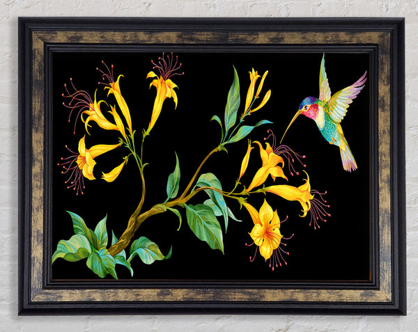 Trumpet Flower Hummingbird Framed Print