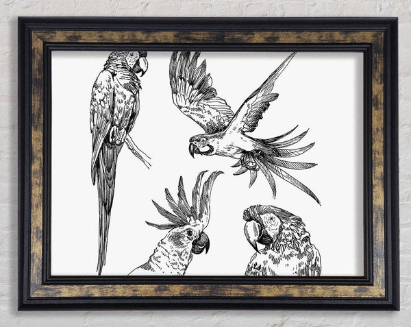 Parrots In Flight Illustration Framed Print
