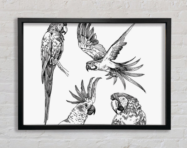 Parrots In Flight Illustration Framed Print