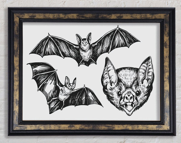 The Trio Of Bat Illustrations Framed Print