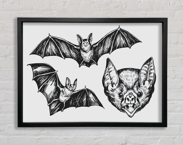 The Trio Of Bat Illustrations Framed Print