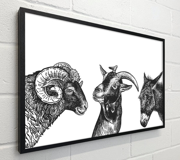 Goat Sheep Donkey