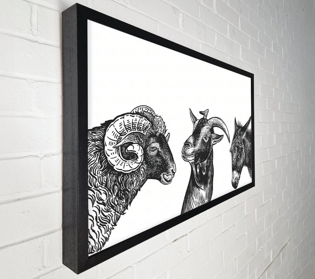  A Canvas Print of Goat Sheep Donkey Canvas Art