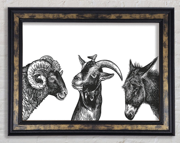 Goat Sheep Donkey Framed Print