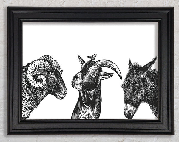 Goat Sheep Donkey Framed Print