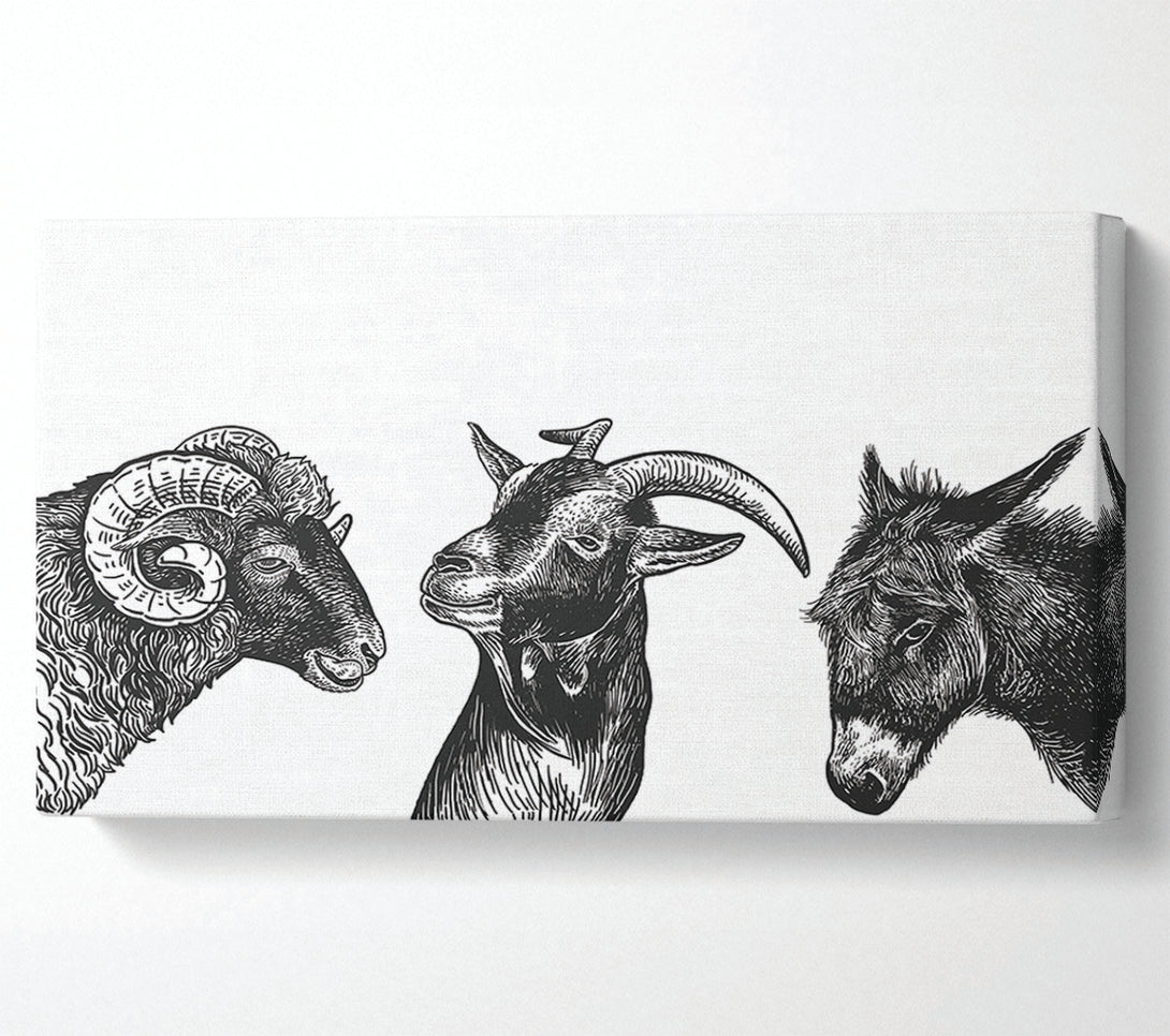  A Canvas Print of Goat Sheep Donkey Canvas Art