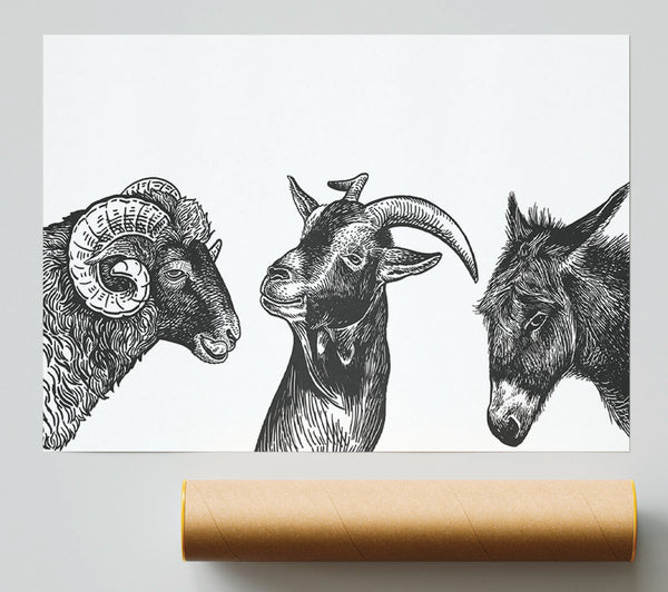 Goat Sheep Donkey Poster