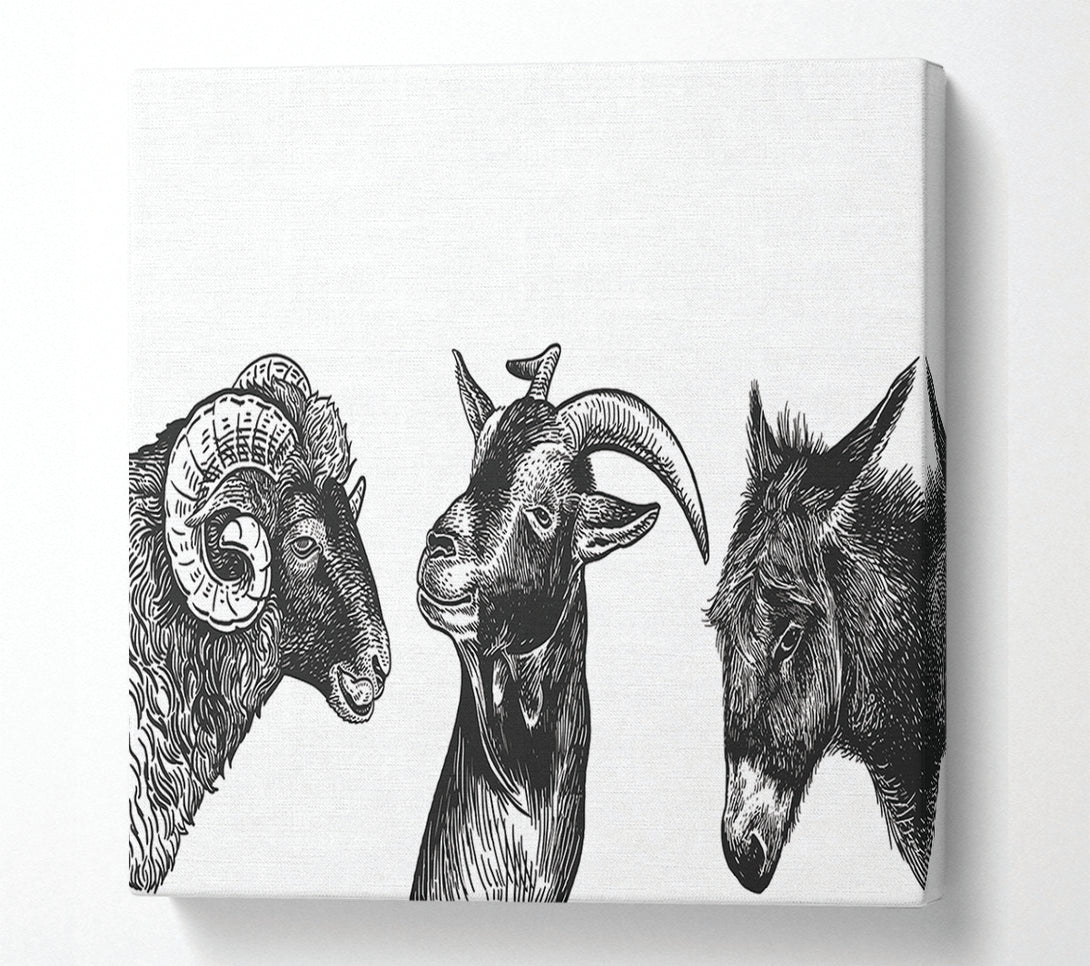  A Canvas Print of Goat Sheep Donkey Canvas Art