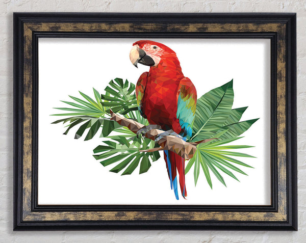 Parrot On A Branch Framed Print