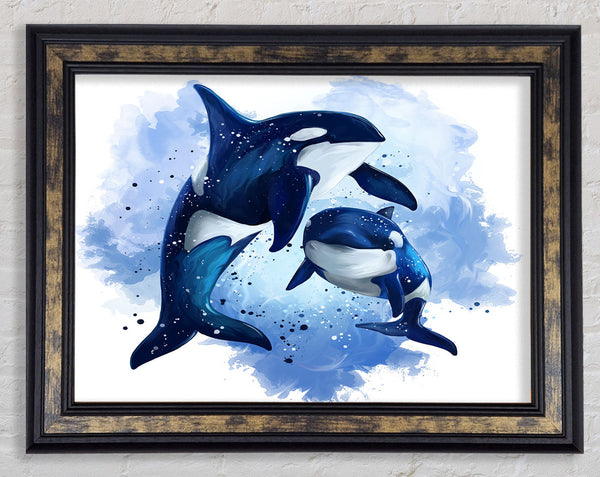 Orca Mother And Baby Framed Print