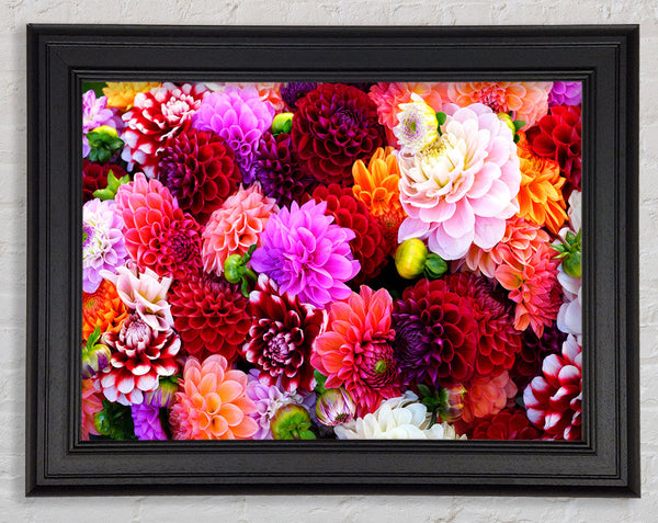 Huge Flower Explosion Framed Print