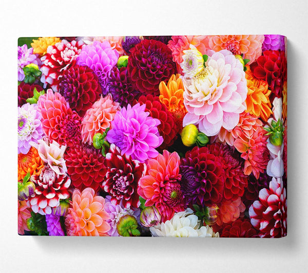  A Canvas Print of Huge Flower Explosion Canvas Print