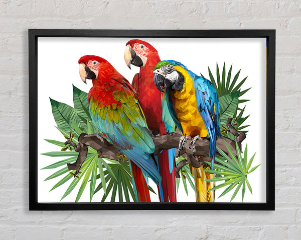 Three Parrots On A Branch Framed Print