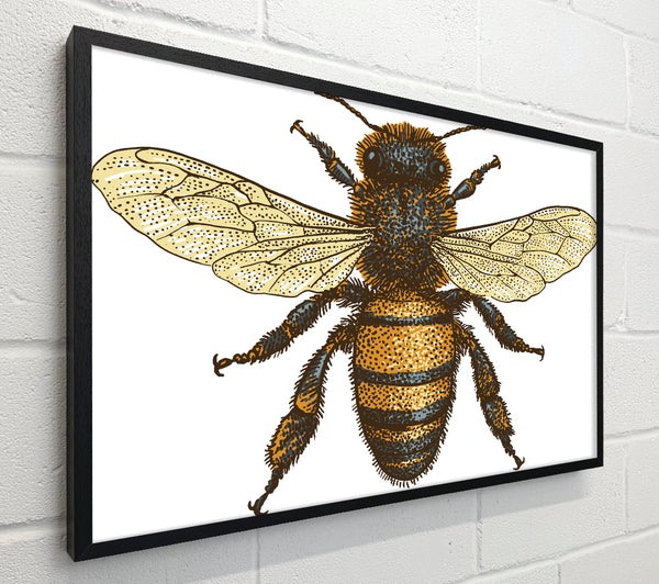 A Bee Illustrated