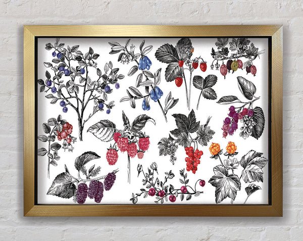 Collage Of Flowers And Berries Framed Print
