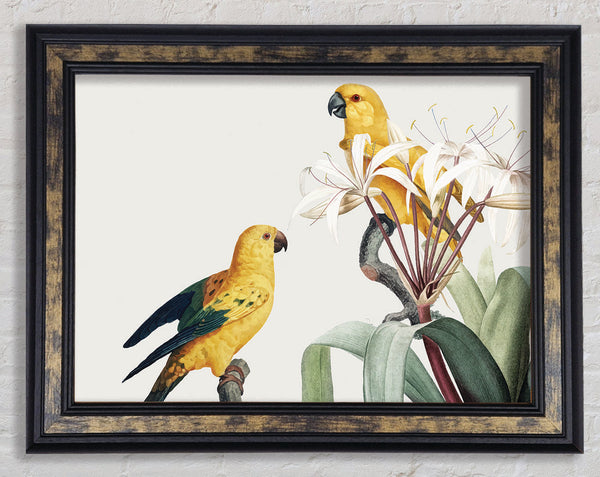 Two Yellow Parrots Framed Print